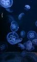 jellyfish-blue-moon-circle-289294.jpg