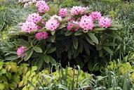 rhododendron-blossom-bloom-pink-261339.jpg