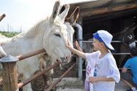 farm-child-donkey-997513.jpg