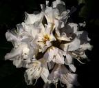 rhododendron-white-flowers-spring-510717.jpg