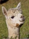 alpaca-animal-farm-livestock-wool-453708.jpg