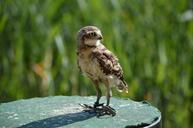 falcon-small-american-bird-fly-219878.jpg