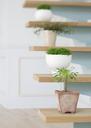 Flowerpots-situated-on-wooden-stairs.jpg