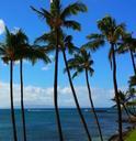 palm-tropical-paradise-maui-hawaii-507867.jpg