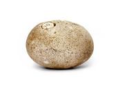 pebble-stone-cobble-1509758.jpg