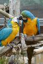 kissing-birds-parrots-kiss-love-1703797.jpg