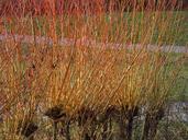 pasture-tree-plant-pollarded-willow-80257.jpg