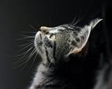 pet-cat-kitten-portrait-tabby-1089637.jpg