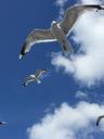 seagulls-finland-blue-sky-1270877.jpg