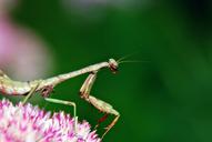 praying-mantis-insect-bug-nature-1481124.jpg