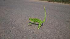 chameleon-reptile-lizard-green-546094.jpg