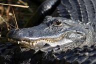 alligator-head-teeth-reptile-macro-718442.jpg