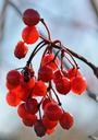 berries-red-bush-fruits-518012.jpg