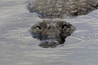 alligator-head-eye-wildlife-nature-1067831.jpg