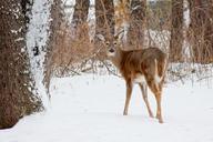 deer-white-tailed-deer-woods-314967.jpg