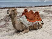 camel-beach-australia-696409.jpg