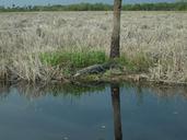 alligator-everglades-crocodile-247904.jpg