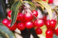 berries-red-fruit-thailand-bush-473336.jpg