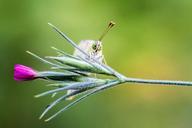 butterfly-green-macro-nature-plant-667049.jpg