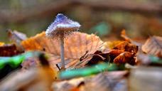 mushroom-forest-autumn-602870.jpg