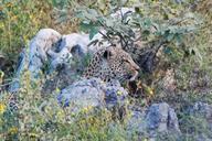 leopard-concerns-animal-africa-61699.jpg