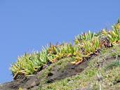 succulents-vegetation-cornwall-699501.jpg