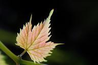 wine-leaf-vine-wine-autumn-leaf-453507.jpg