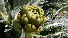 artichoke-plant-fruit-orchard-1140770.jpg