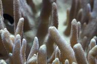 coral-reef-close-underwater-486058.jpg