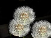 dandelion-darkness-blossom-bloom-1033626.jpg