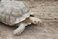 turtle-land-turtles-giant-large-840557.jpg