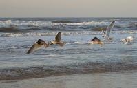 seagulls-sea-beach-244930.jpg