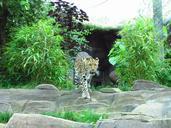 leopard-zoo-spots-wildlife-cat-707971.jpg