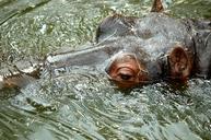 hippopotamus-hippo-water-mammal-1698728.jpg