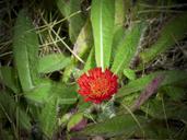 hawk-weed-wild-flower-red-orange-181012.jpg