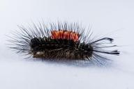 caterpillar-hairy-prickly-close-301246.jpg