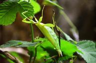 praying-mantis-animal-leaf-359198.jpg