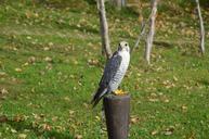 falcon-bird-predator-hawk-548320.jpg