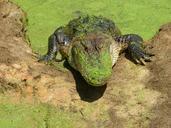 alligator-swamp-resting-water-934565.jpg