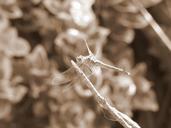 dragonfly-macro-detail-branch-bush-436354.jpg