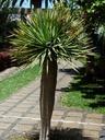 palm-tree-palm-tree-plant-384301.jpg