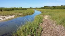 salt-marsh-tidal-coastal-marsh-889050.jpg