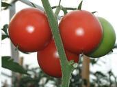 tomatoes-vitamin-vegetable-garden-452686.jpg