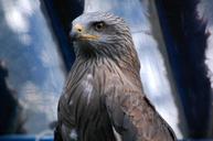 raptor-black-kite-hawk-bird-802445.jpg