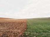 farmland-meadow-field-border-sharp-801817.jpg