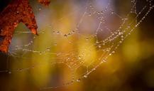 spider-web-arachnid-wet-trap-macro-1031615.jpg