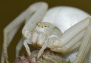 spiders-misumena-vatia-spider-crab-790688.jpg