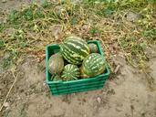 watermelons-orchard-fruit-harvest-931720.jpg