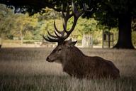 deer-stag-wildlife-animal-nature-579200.jpg