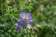 wildflowers-blue-nature-809389.jpg